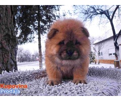 CHOW CHOW muski stenci na prodaju - Fotografija 3/4