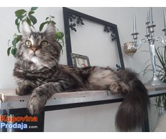 Macka MAINE COON zenka za parenje - Fotografija 1/6