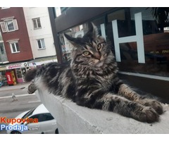 Macka MAINE COON zenka za parenje - Fotografija 2/6