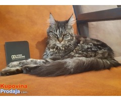 Macka MAINE COON zenka za parenje - Fotografija 3/6