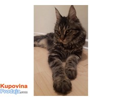 Macka MAINE COON zenka za parenje - Fotografija 6/6