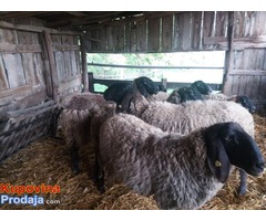 PRODAJEM PRIPLODNE JAGANJCE,OVCE I OVNOVE - Fotografija 7/8