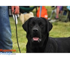 Labrador retriver POSEIDON – slobodan za parenje - Fotografija 1/10