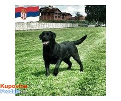 Labrador retriver POSEIDON – slobodan za parenje - Fotografija 2/10