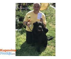 Labrador retriver POSEIDON – slobodan za parenje - Fotografija 3/10