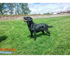 Labrador retriver POSEIDON – slobodan za parenje - Fotografija 4/10