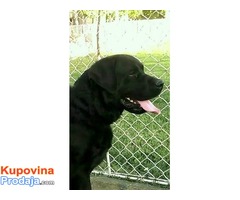 Labrador retriver POSEIDON – slobodan za parenje - Fotografija 5/10