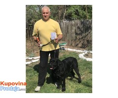 Labrador retriver POSEIDON – slobodan za parenje - Fotografija 7/10