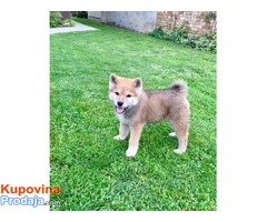 Akita inu prvobirano stene - Fotografija 1/6