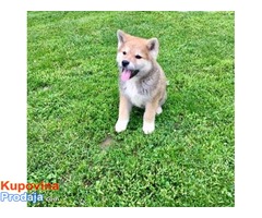 Akita inu prvobirano stene - Fotografija 4/6