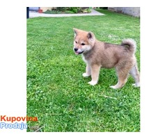 Akita inu prvobirano stene - Fotografija 5/6