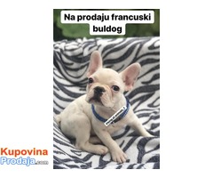 Francuski BULDOG belo i plavo stene - Fotografija 3/5