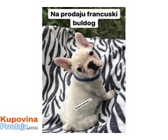 Francuski BULDOG belo i plavo stene - Fotografija 4/5