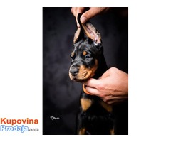 Doberman štenci - Fotografija 1/10