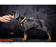 Doberman štenci - Fotografija 2/10