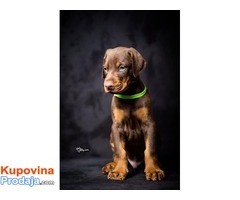 Doberman štenci - Fotografija 3/10