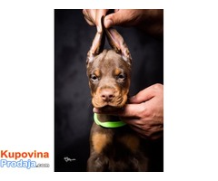 Doberman štenci - Fotografija 4/10