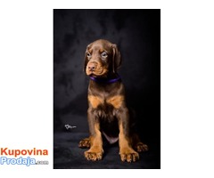 Doberman štenci - Fotografija 5/10