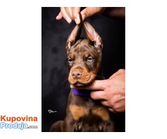 Doberman štenci - Fotografija 7/10