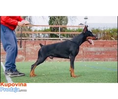 Doberman štenci - Fotografija 9/10