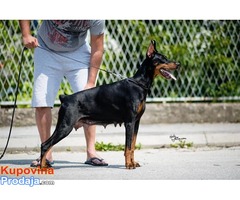 Doberman štenci - Fotografija 10/10