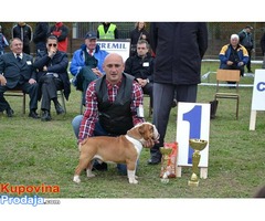 ENGLESKI BULDOG,spreman za parenje - Fotografija 1/8