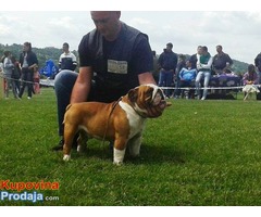 ENGLESKI BULDOG,spreman za parenje - Fotografija 4/8