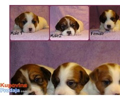 Jack Russell Terrier