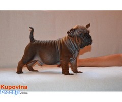 CHONGQING DOG. Prvo leglo u Srbiji! - Fotografija 9/10