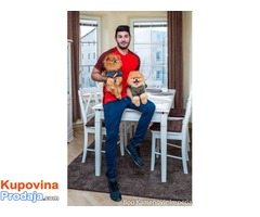 Pomeranac Boo medvedic - Fotografija 10/10