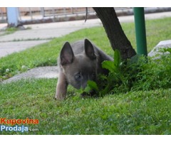 Na prodaju stenci Belgijskih Ovcara – MALINOA - Fotografija 4/9