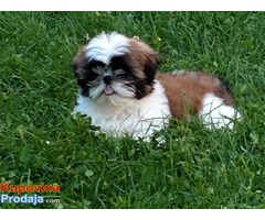 Shih Tzu štene - Fotografija 1/7