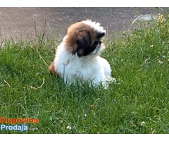 Shih Tzu štene - Fotografija 2/7