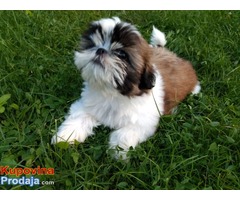 Shih Tzu štene - Fotografija 6/7