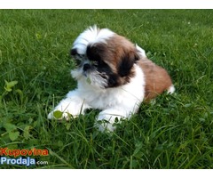 Shih Tzu štene - Fotografija 7/7