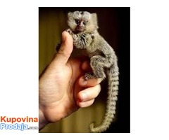 marmozet majmuni za usvajanje - Fotografija 2/3