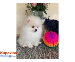 Slatka i razigrana štenaca Teacup Pomeranian za prodaju - Fotografija 2/3