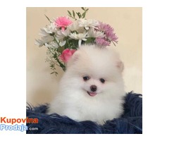 Slatka i razigrana štenaca Teacup Pomeranian za prodaju - Fotografija 3/3