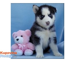 Registrirani štenci Siberian Husky za prodaju. - Fotografija 1/3