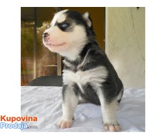 Registrirani štenci Siberian Husky za prodaju. - Fotografija 3/3