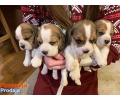 Veliki muški i ženski beagle štenci za prodaju - Fotografija 1/3