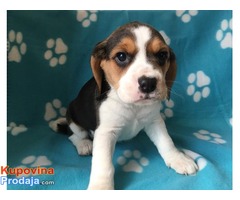 Veliki muški i ženski beagle štenci za prodaju - Fotografija 2/3