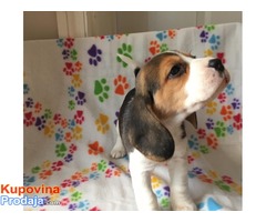 Veliki muški i ženski beagle štenci za prodaju - Fotografija 3/3