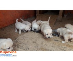 Labrador retriver  štenci - Fotografija 2/6