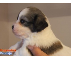 Coton de tulear - Fotografija 4/10