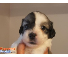 Coton de tulear - Fotografija 5/10