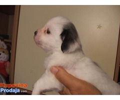 Coton de tulear - Fotografija 6/10