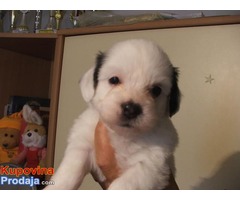 Coton de tulear - Fotografija 7/10