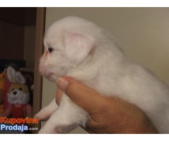 Coton de tulear - Fotografija 8/10