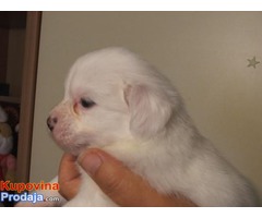 Coton de tulear - Fotografija 9/10